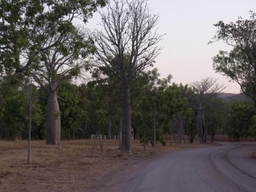 Boabs, El Questro Station